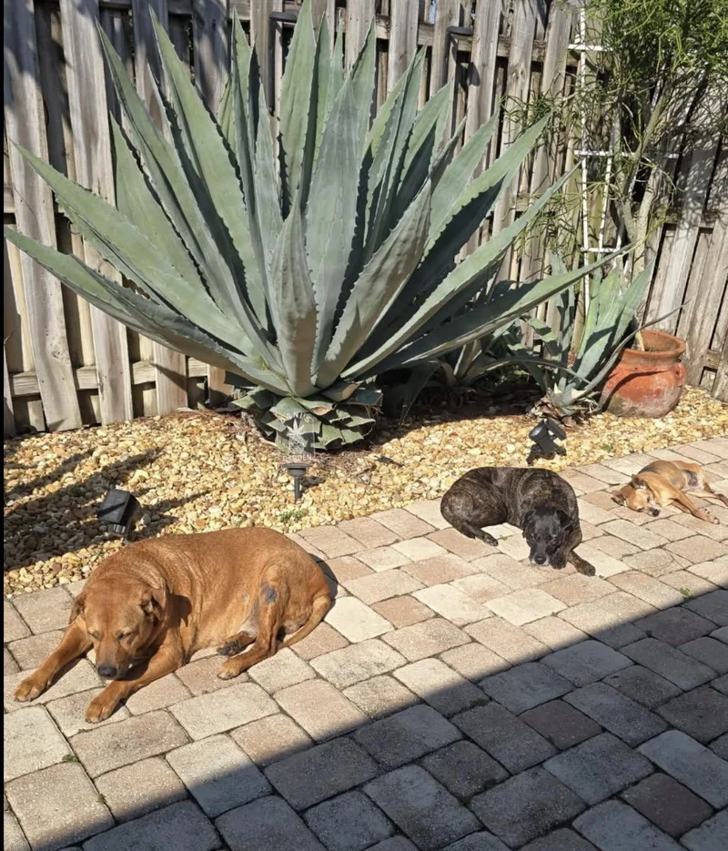 Big Louie thumbnail 3