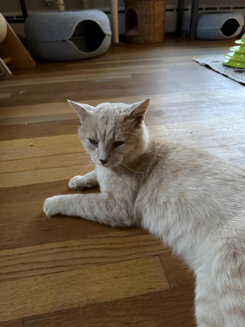 A young medium-sized male Tabby (Orange / Red) Domestic Short Hair cat named Chance for adoption in Greensburg, PA