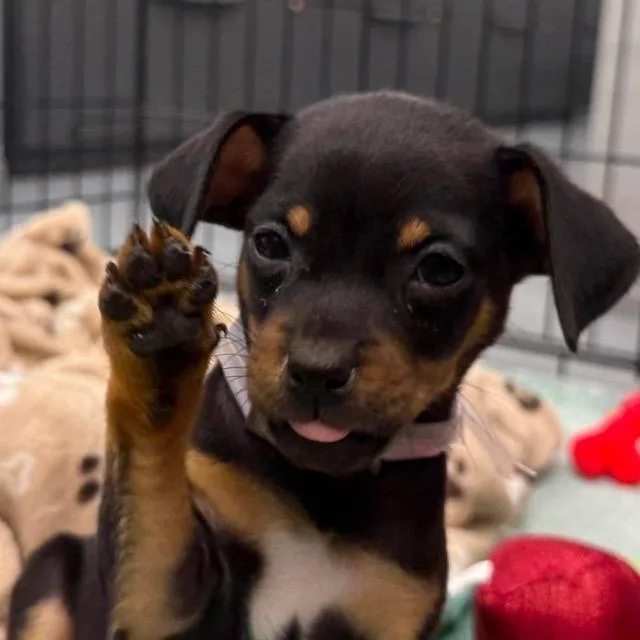 Boba thumbnail 3