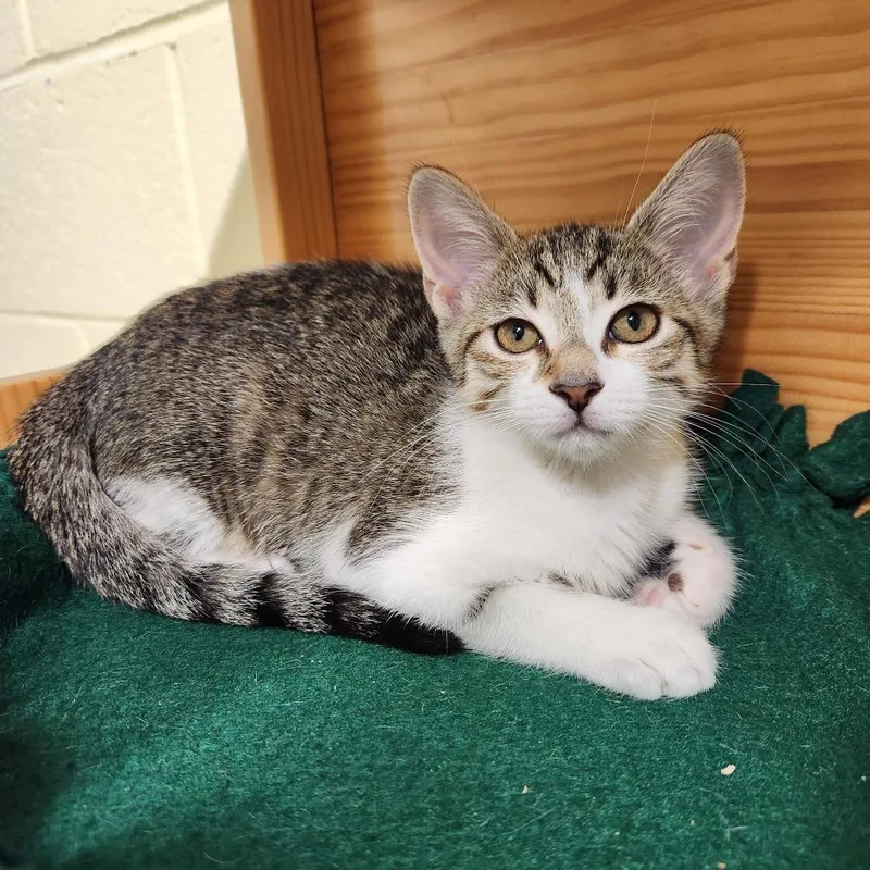 A baby small-sized female Brown / Chocolate Domestic Short Hair cat named Coweta for adoption in Naples, FL