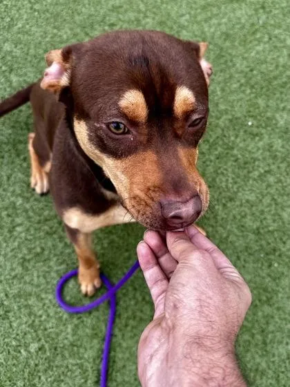 Professor Snoop thumbnail 3