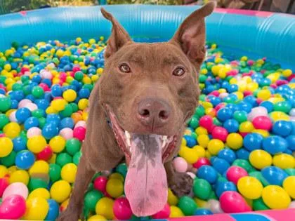 An adult large-sized male Mixed Breed dog named Behr for adoption in Georgetown, TX