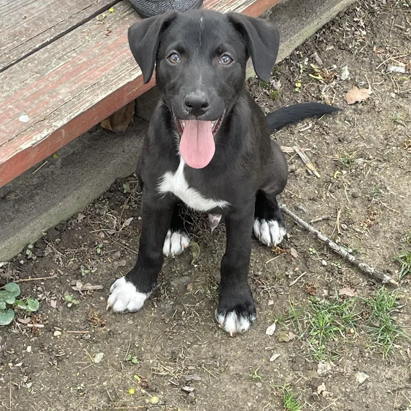 A baby medium-sized male Black Blue Lacy dog named Astro for adoption in St. Peters, MO