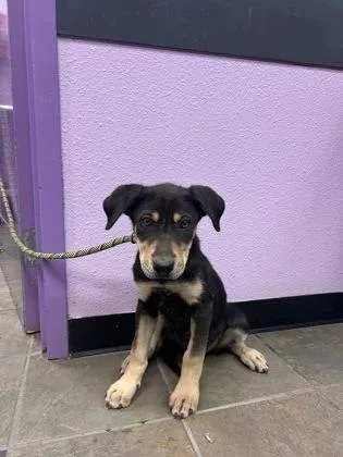 A baby small-sized female Black Mixed Breed dog named 60828204 for adoption in El Paso, TX