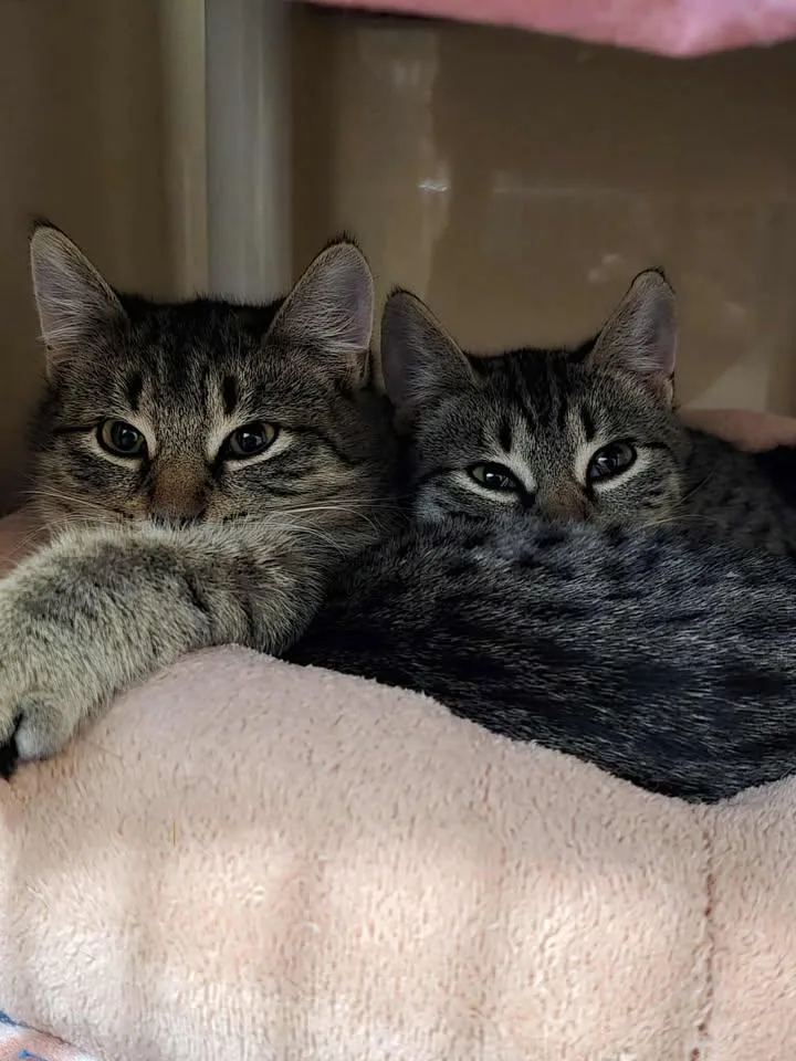 Leia And Tiana thumbnail 2