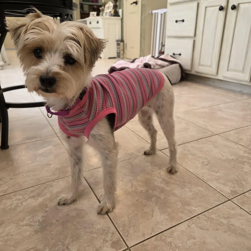 An adult small-sized female Tricolor (Brown, Black, & White) Yorkshire Terrier dog named Izzy for adoption in Pelham, NH