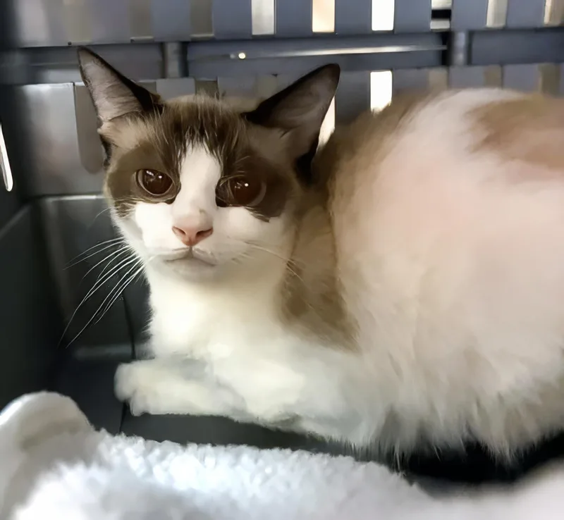 An adult medium-sized female Domestic Short Hair cat named Shyla for adoption in Nashville, TN