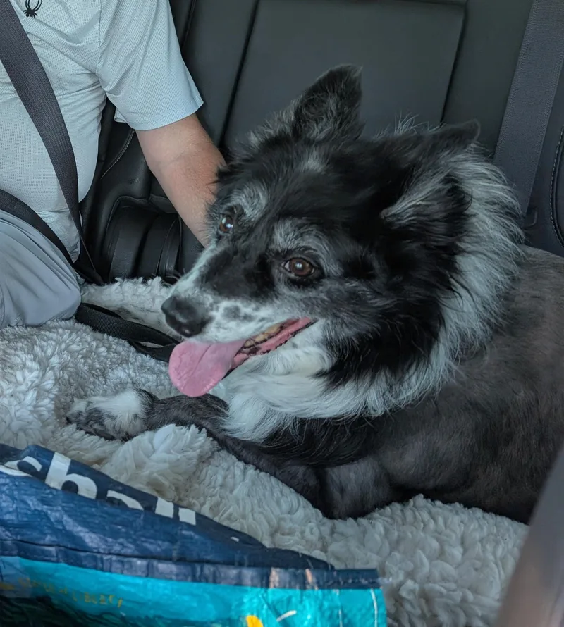 Lassie thumbnail 5
