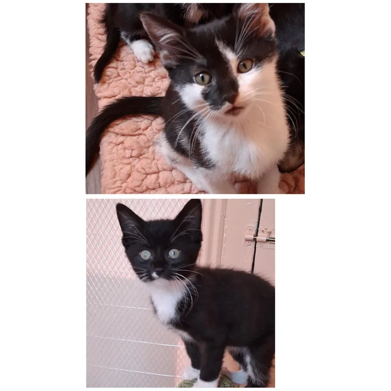 A baby medium-sized male Black & White / Tuxedo Domestic Short Hair cat named Vesper & Vern for adoption in Hudson, NY