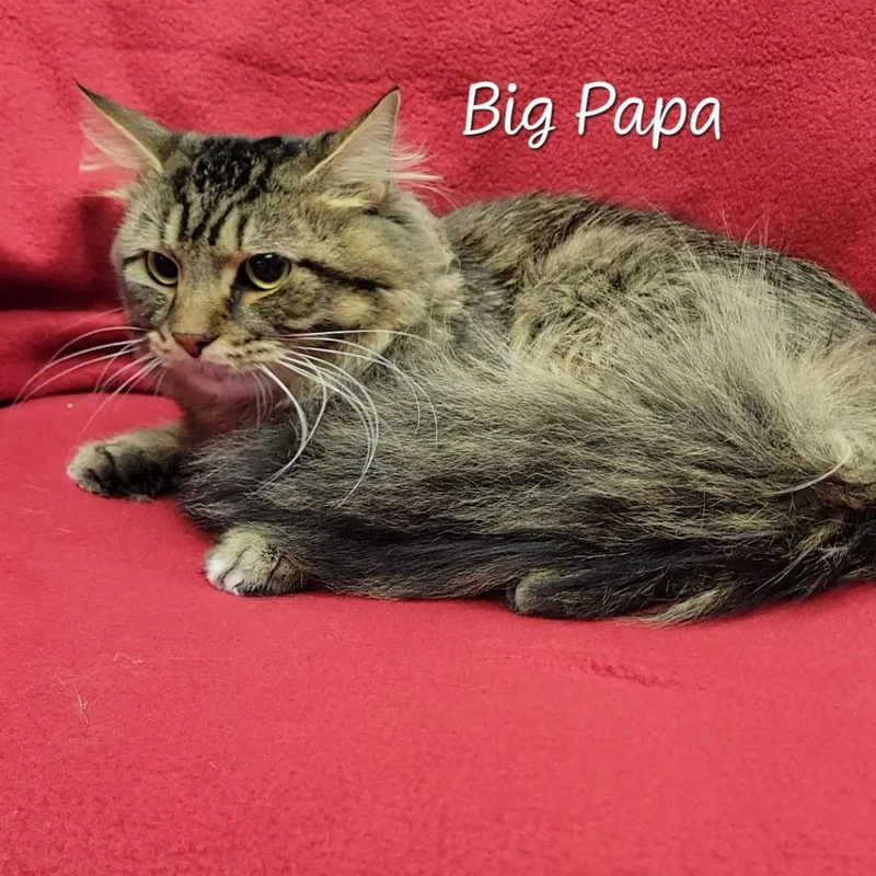 Big Papa