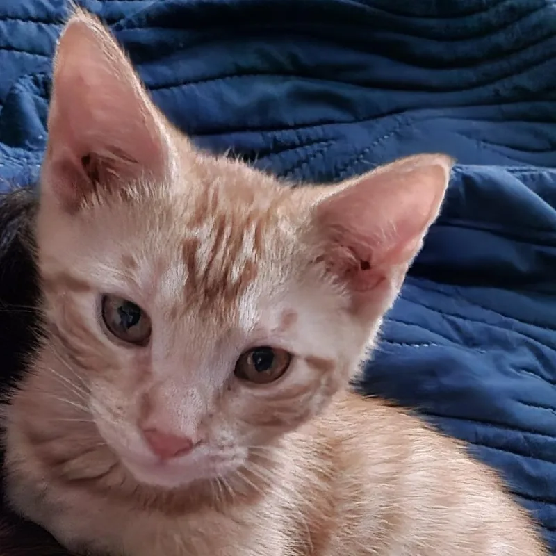 Ginger Ale C thumbnail 2