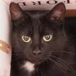 An adult medium-sized female Black Domestic Short Hair cat named Fred for adoption in Hilliard, OH