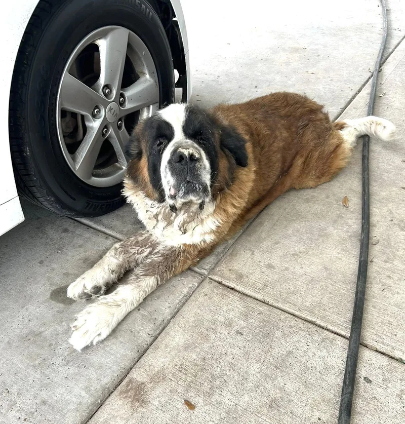 A senior extra large-sized female Saint Bernard dog named Nana for adoption in Gainesville, VA