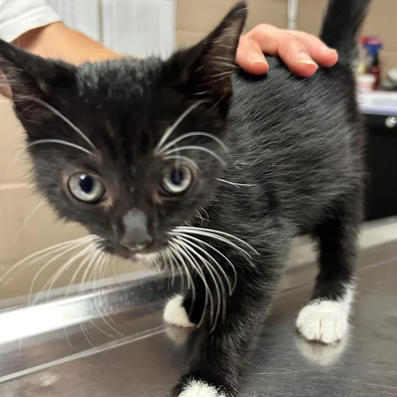 A baby small-sized male Black Domestic Short Hair cat named Curly for adoption in Newport, NC