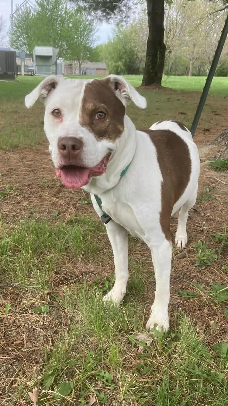 An adult medium-sized female White / Cream Pit Bull Terrier dog named Blonka for adoption in Springfield, IL