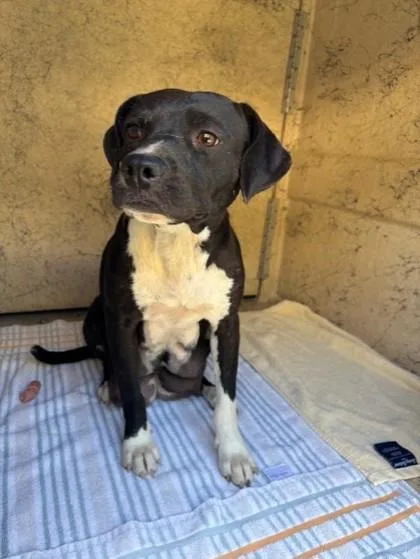 An adult medium-sized female Terrier dog named Jewel for adoption in Honolulu, HI
