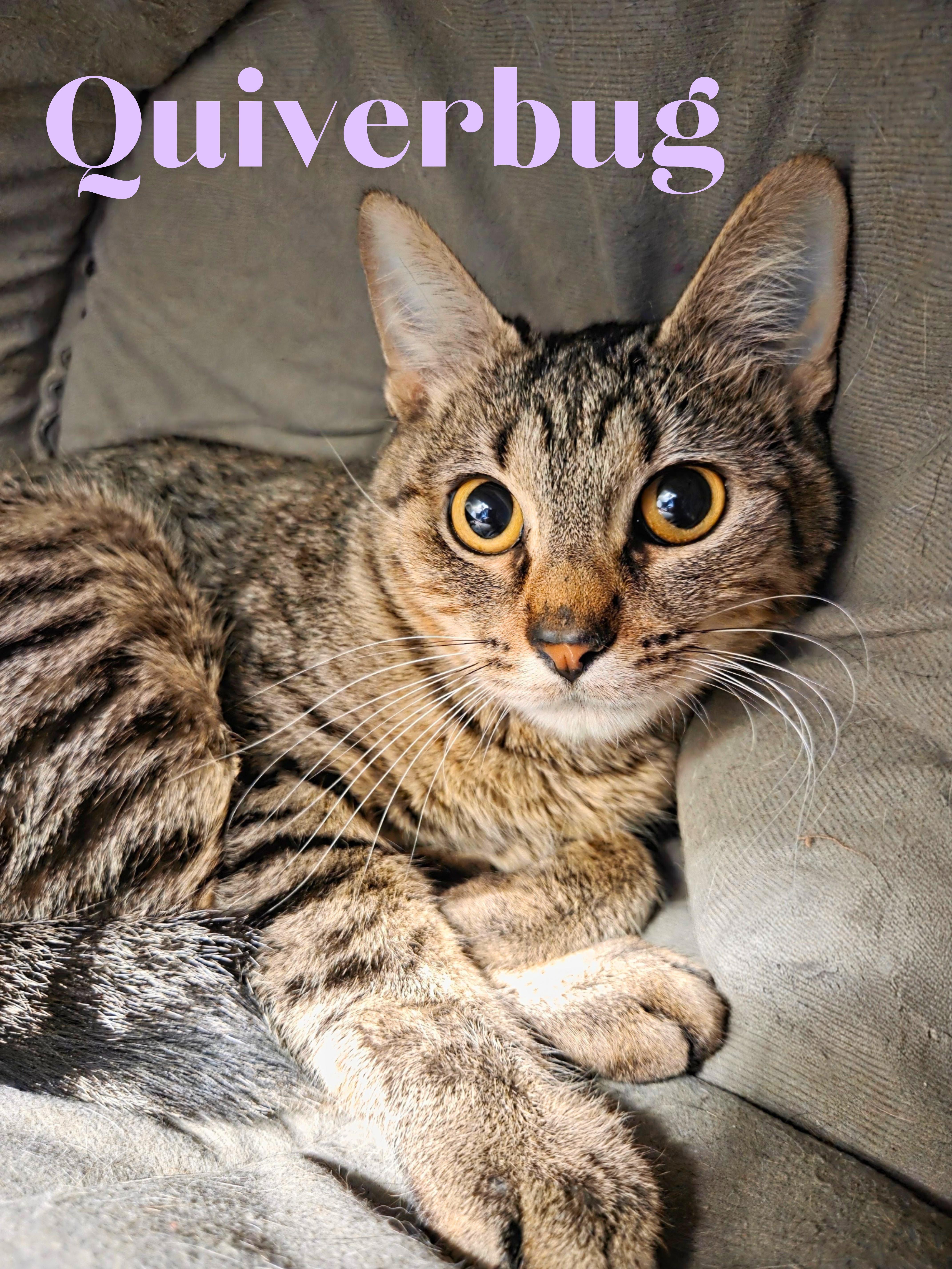 A young medium-sized female Tabby (Buff / Tan / Fawn) Domestic Short Hair cat named Quiverbug for adoption in Nevada, IA