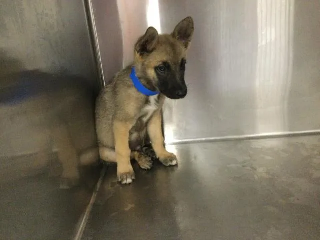A baby small-sized male German Shepherd Dog dog named Stone for adoption in Thousand Palms, CA