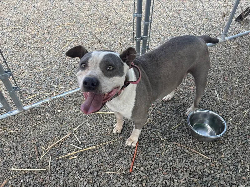 An adult medium-sized female Pit Bull Terrier dog named Precious for adoption in Moriarty, NM
