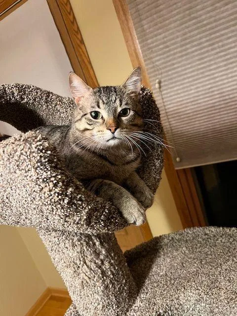A young medium-sized male Tabby (Tiger Striped) Domestic Short Hair cat named Eddie for adoption in Roseville, MN