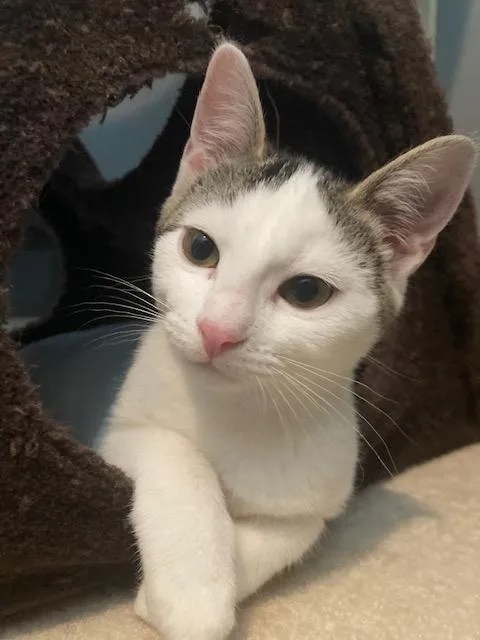 A baby medium-sized female Black & White / Tuxedo Domestic Short Hair cat named Yang for adoption in Blaine, MN
