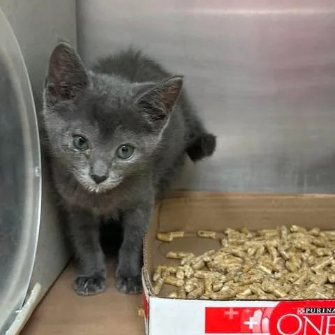 A baby small-sized female Gray / Blue / Silver Domestic Short Hair cat named Magic for adoption in Bastrop, TX