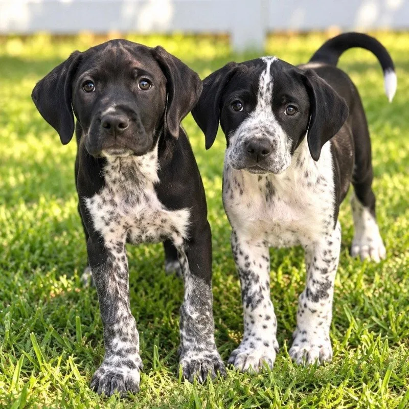 A baby medium-sized male Hound dog named Fred for adoption in Bloomfield, CT
