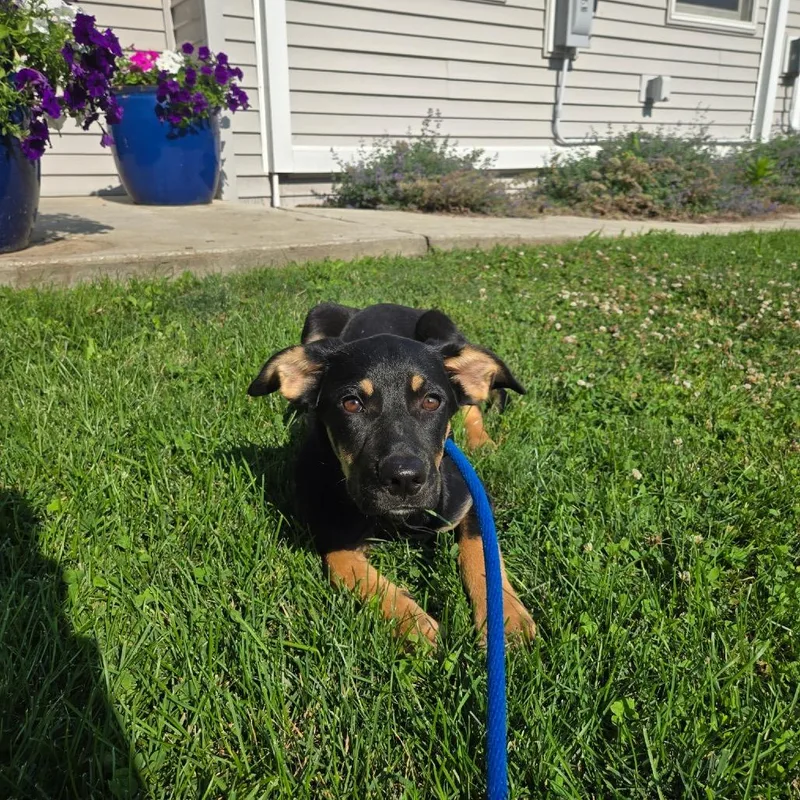 Snickers thumbnail 6