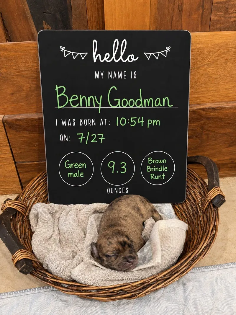 A baby large-sized male Mixed Breed dog named Benny Goodman for adoption in Memphis, TN