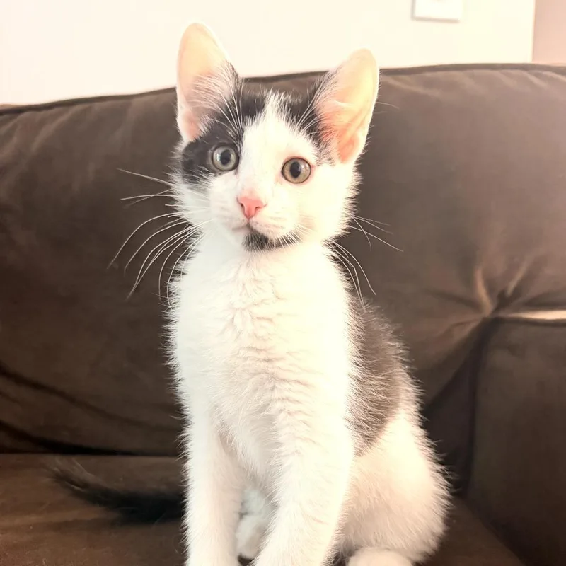 A baby small-sized male White Domestic Short Hair cat named Sour Straws for adoption in Bessemer, AL