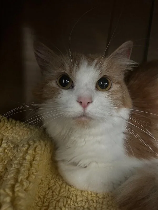 An adult medium-sized female Orange & White Domestic Short Hair cat named Baby Girl for adoption in Elyria, OH