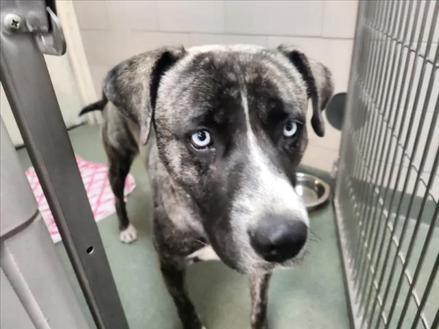 A young large-sized male Mixed Breed dog named A for adoption in Santa Fe, NM