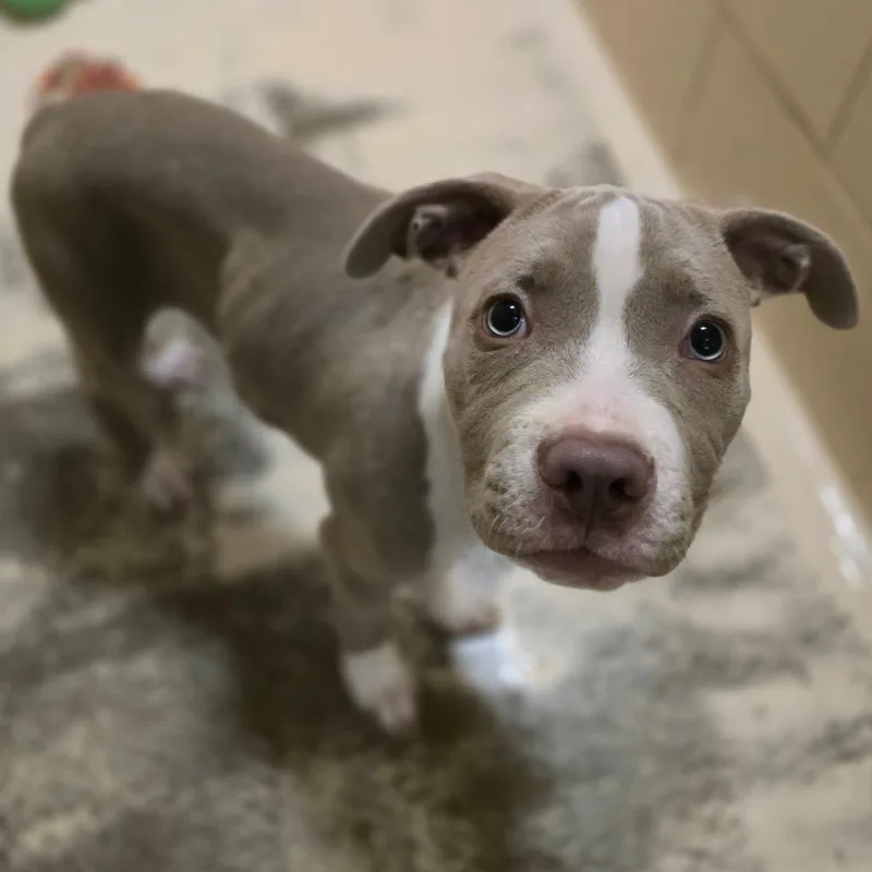 A baby small-sized male Yellow / Tan / Blond / Fawn Pit Bull Terrier dog named Shrek for adoption in Columbia, MO