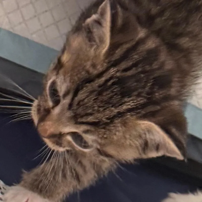 A baby small-sized male Gray / Blue / Silver Domestic Short Hair cat named Gossamer for adoption in West Palm Beach, FL