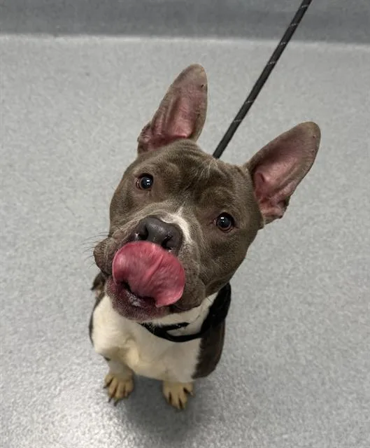 An adult large-sized male Pit Bull Terrier dog named Mcnut for adoption in Indianapolis, IN