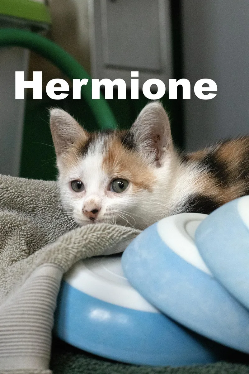 Hermionecal
