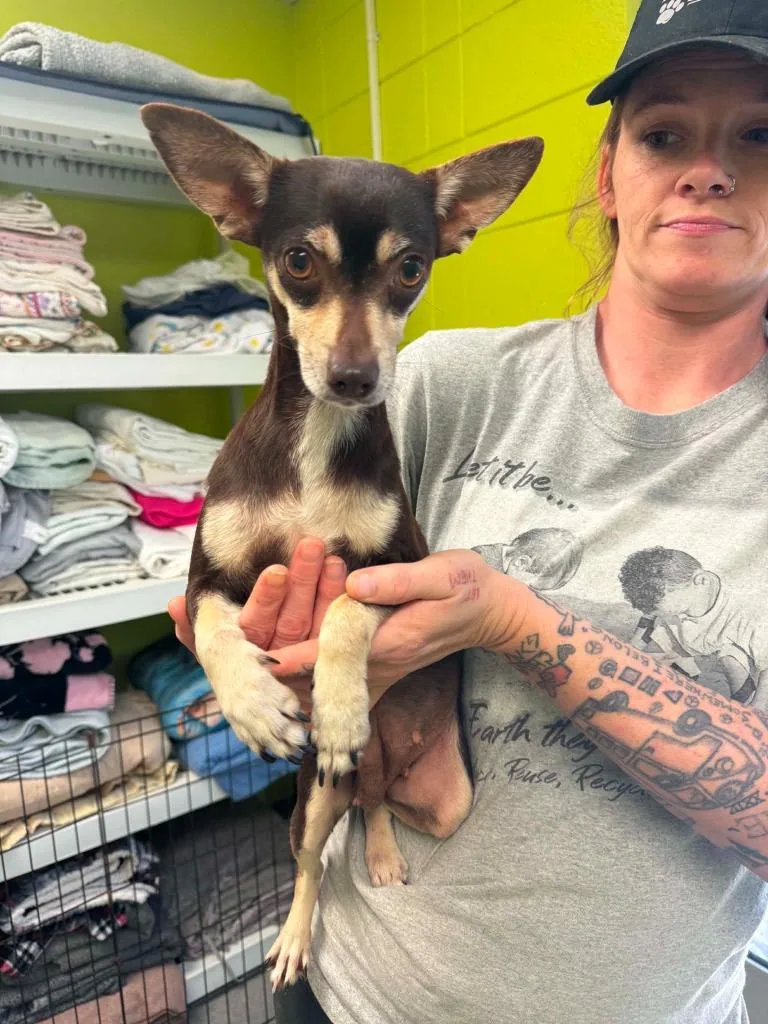 An adult small-sized female Chihuahua dog named Peace for adoption in Albany, GA