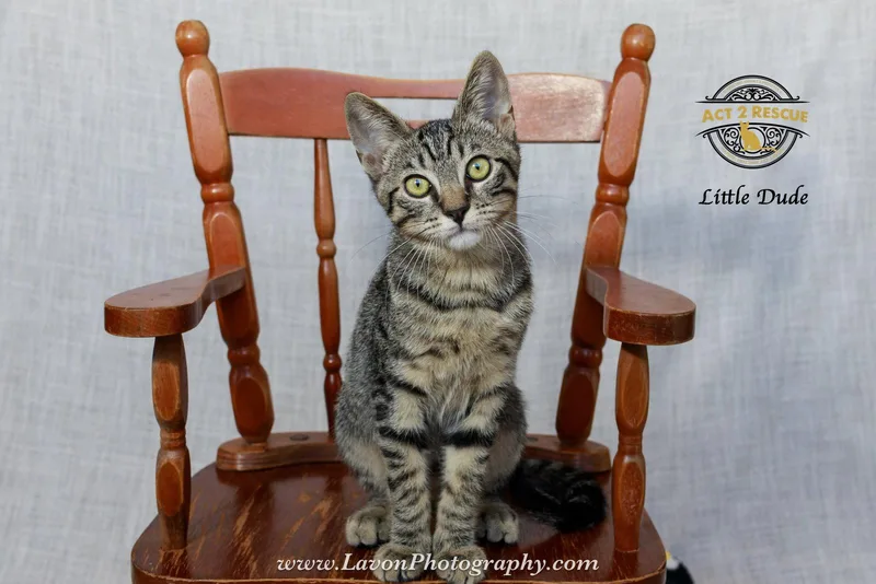 A young medium-sized male Domestic Short Hair cat named Little Dude for adoption in Riverside, CA