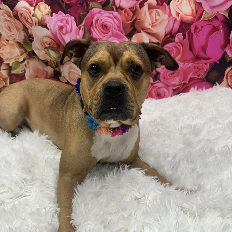 An adult large-sized female Golden Terrier dog named Jade for adoption in Monroeville, PA