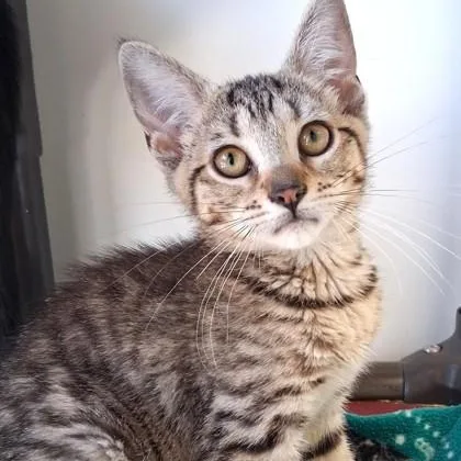 A young small-sized female Tabby (Brown / Chocolate) Domestic Short Hair cat named Jingleheimer for adoption in Belmont, NY