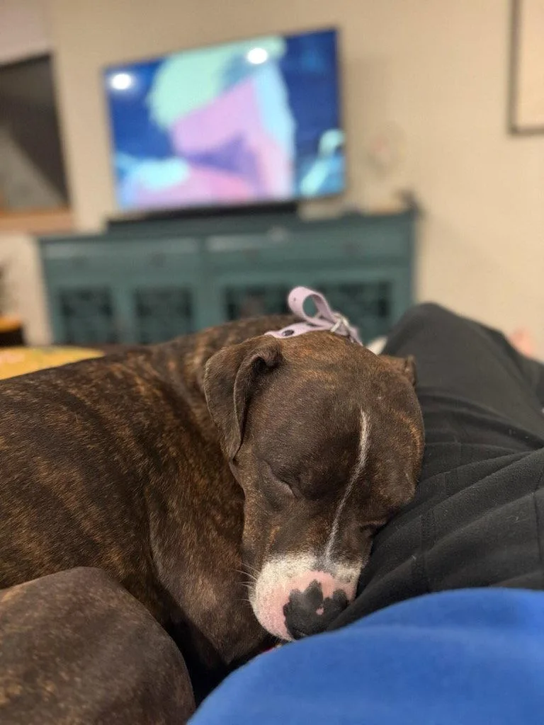 A baby large-sized female Mixed Breed dog named Charlie for adoption in Fort Collins, CO