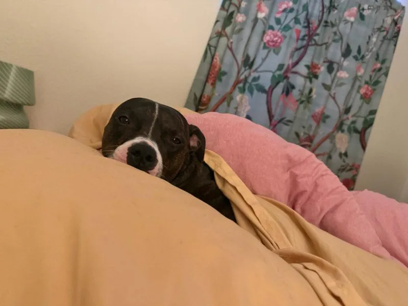 Charlie thumbnail 2