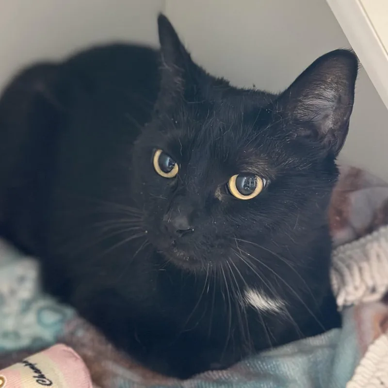 An adult medium-sized female Black Domestic Short Hair cat named Solana for adoption in Matteson, IL