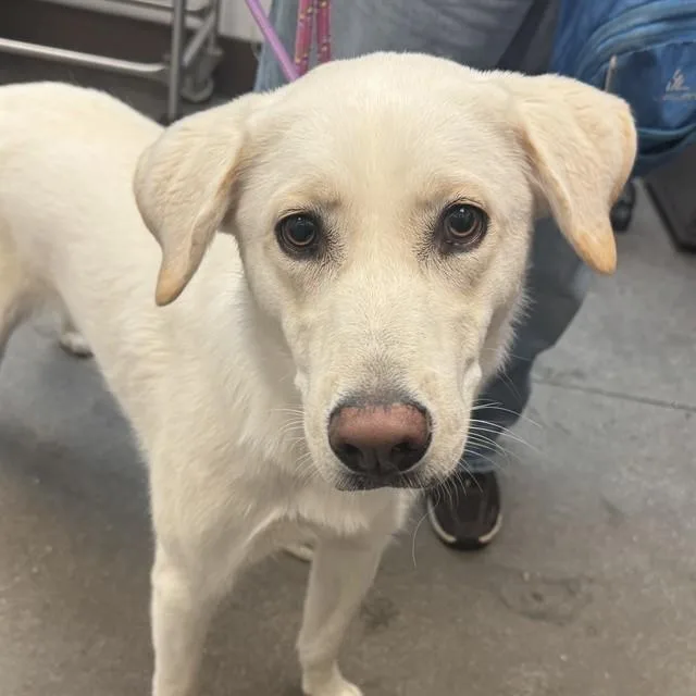 A young large-sized female Labrador Retriever dog named Rory for adoption in Tucson, AZ