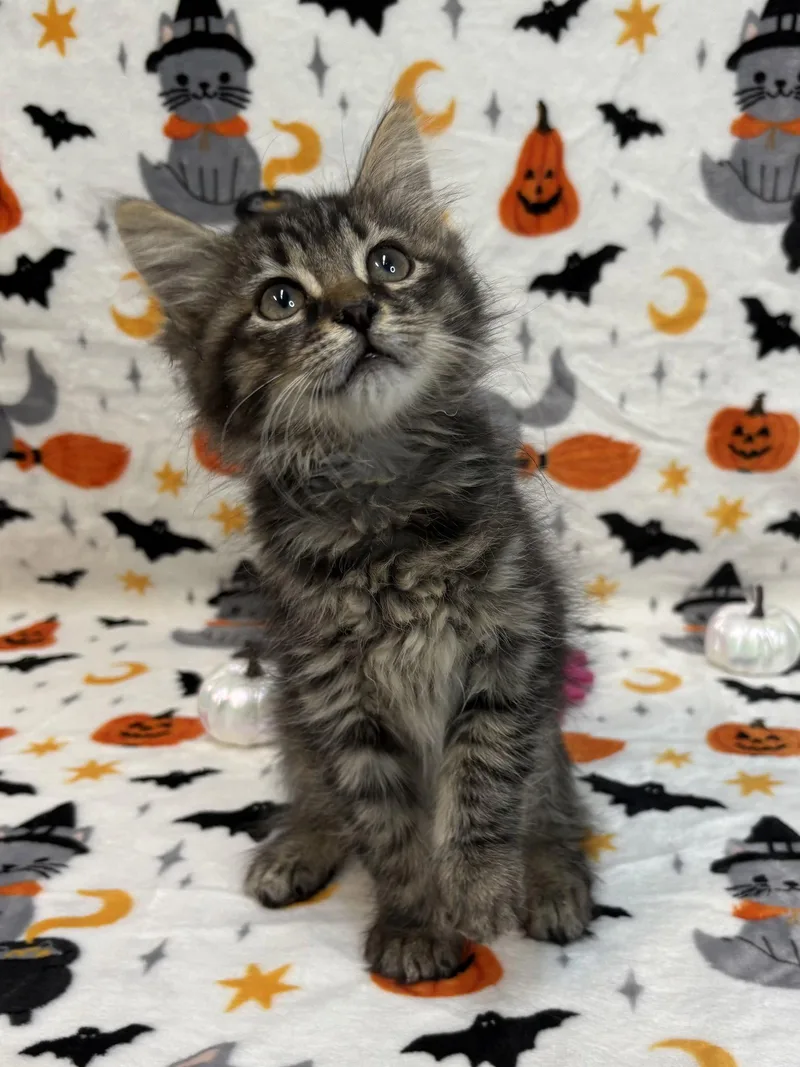 A baby medium-sized male Domestic Medium Hair cat named Toro for adoption in Wetumpka, AL