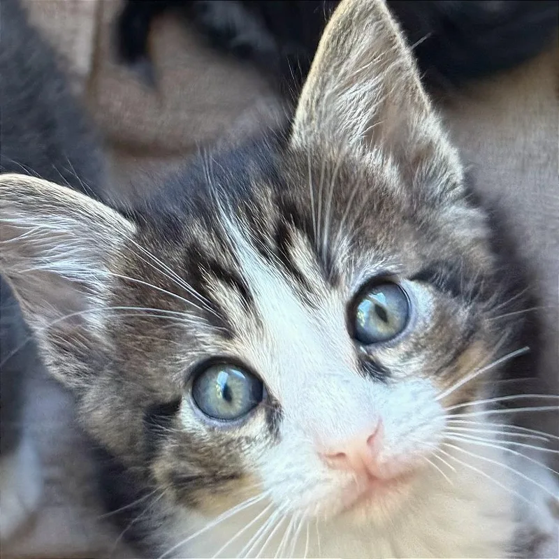 A baby small-sized male Black Domestic Medium Hair cat named A Larry for adoption in Pleasant Hill, CA
