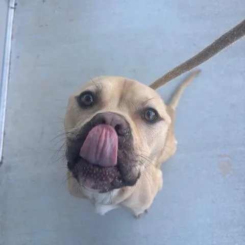 An adult medium-sized male Terrier dog named Peterbilt for adoption in Mooresville, NC