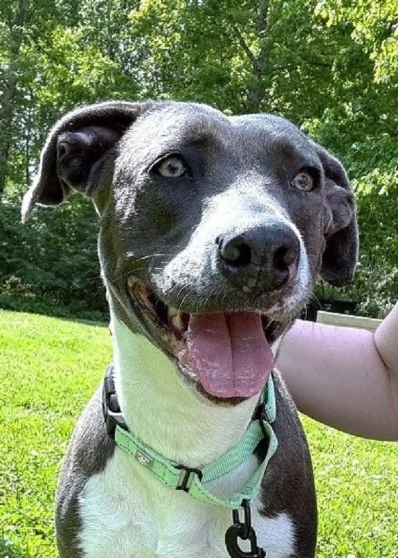 An adult medium-sized female Gray / Blue / Silver Mixed Breed dog named Molly for adoption in Pegram, TN