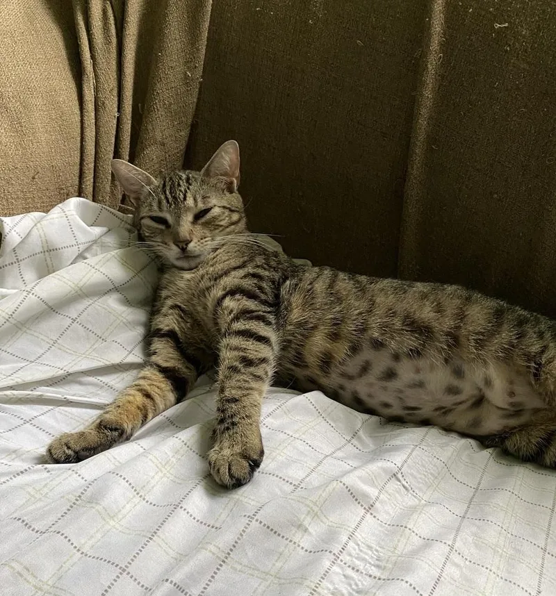 An adult medium-sized female Domestic Short Hair cat named Harmony for adoption in Groveland, MA