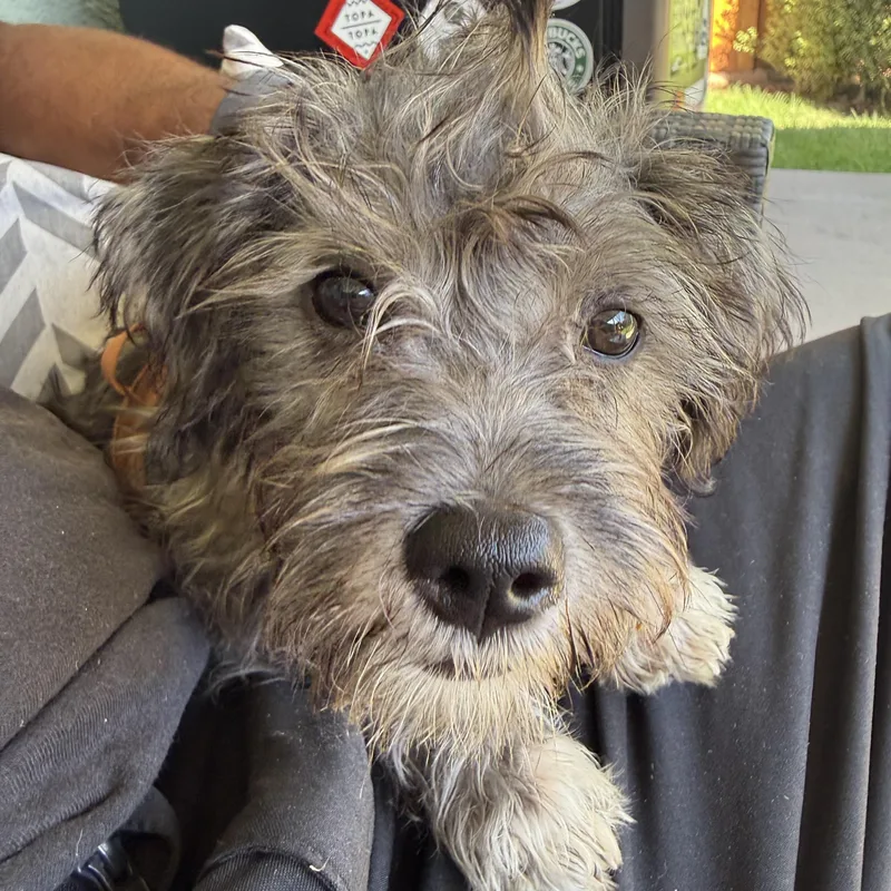 A young small-sized female Maltese dog named Pepper for adoption in Santa Barbara, CA